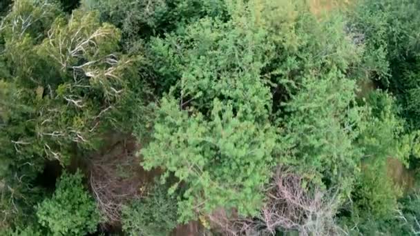 Veduta aerea di jogging nel parco. Verticale dall'alto verso il basso — Video Stock