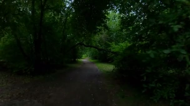 Caminando por el parque. Movimiento a lo largo del sendero del bosque. POV — Vídeos de Stock