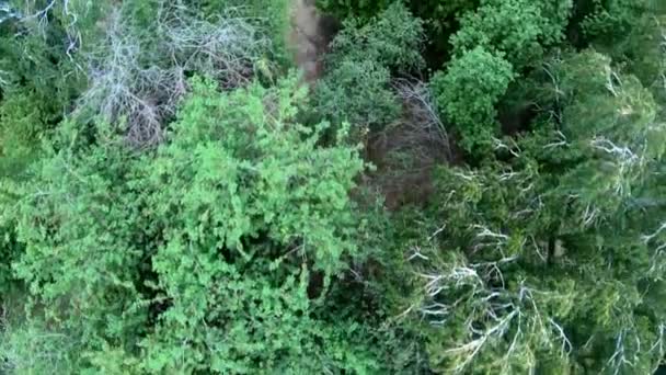 Veduta aerea del ciclismo nel parco. Verticale dall'alto verso il basso — Video Stock