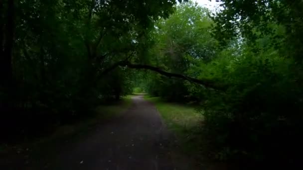 Séta a parkban. Mozgás az erdei ösvényen. POV — Stock videók