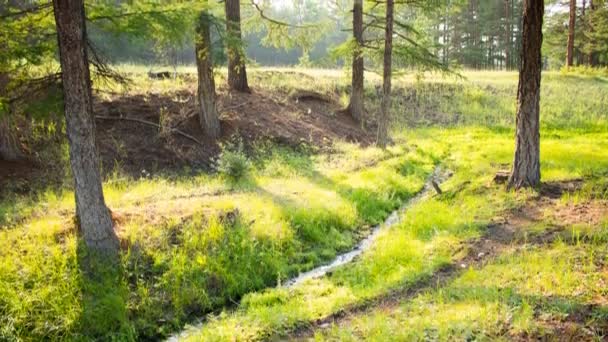 Лісовий пейзаж у сонячний день. Проміжок часу, панорама — стокове відео