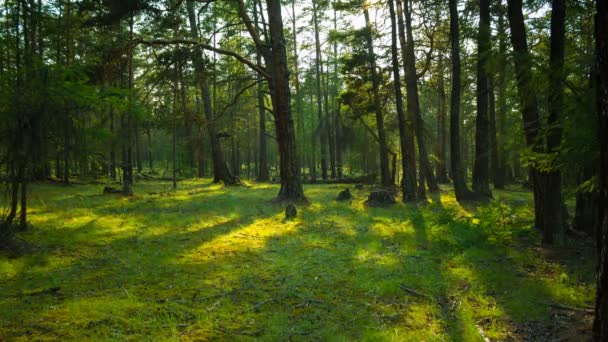 Dans la forêt verte. Mouvement des ombres des arbres. Délai imparti — Video