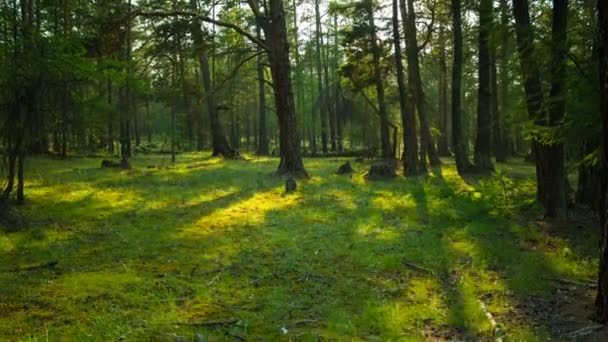 Dans la forêt verte. Mouvement des ombres des arbres. Délai imparti 