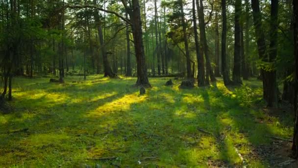 In the green forest. Movement of tree shadows. Time lapse — Stock Video