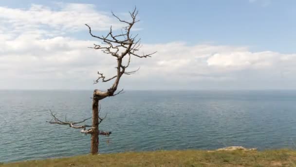 Beautiful landscape. Lonely dry tree on the lake shore. Time lapse — Stock Video