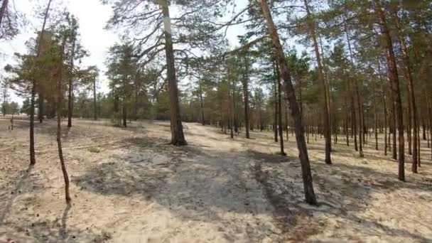 Gå på Bajkalsjöns strand. Utsikt över Baikal sand skog — Stockvideo