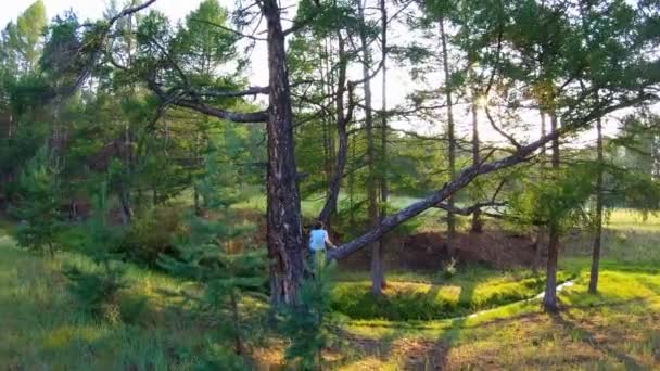 Chica se sienta en una rama de árbol y admira la puesta de sol — Vídeos de Stock