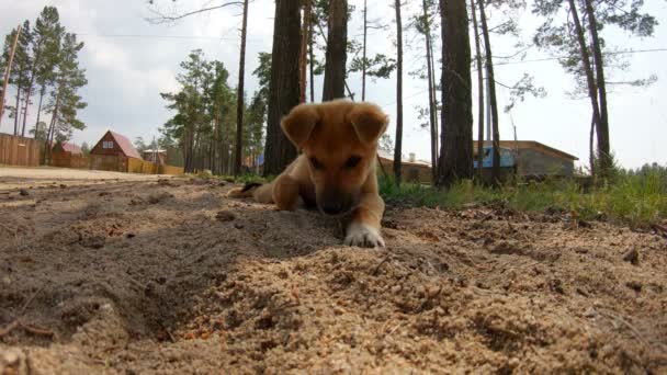 Cute puppy złowionych i zjadł mrówka — Wideo stockowe