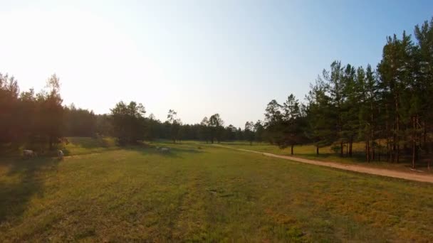 Vista aérea de uma manada de vacas pastando em um prado ao pôr do sol — Vídeo de Stock