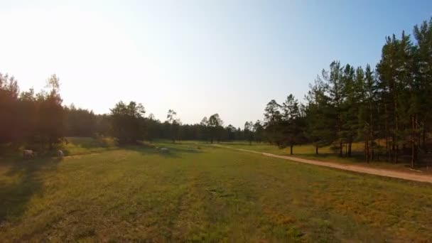 日没時の牧草地で牧草地で牧草地を眺めむ牛の群れの航空写真 — ストック動画