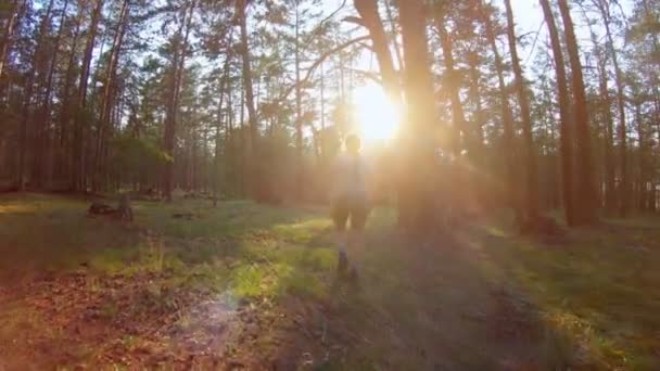 Mujer joven caminando en el bosque al atardecer — Vídeo de stock