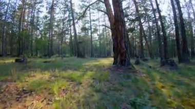 Ormanın içinden çalışan