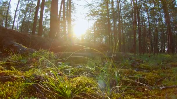 Hermoso tiro al bosque — Vídeos de Stock