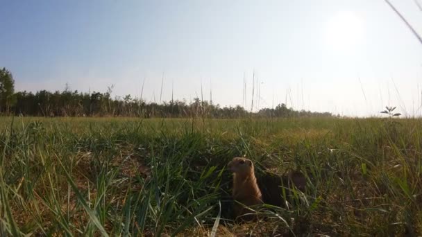 Gopher leaned out of his hole and stands motionless — Stock Video