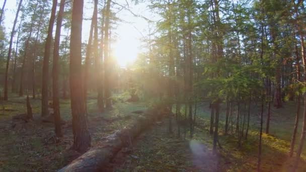 森の中でパン。明るい太陽が木々を照らす — ストック動画