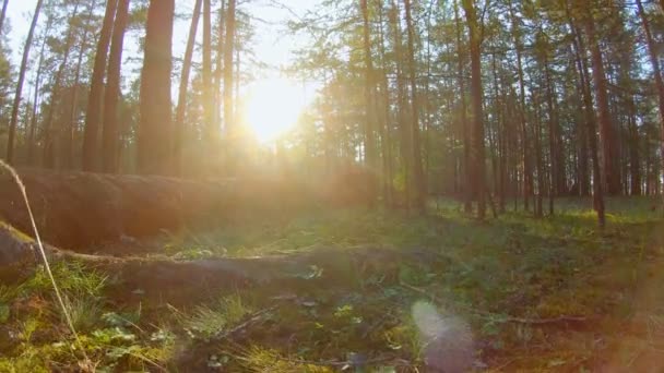 Красивий ліс постріл — стокове відео