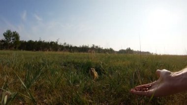 Gopher Fındık Besleme