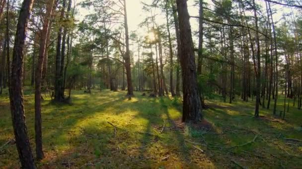 Прогулка по лесу на закате — стоковое видео