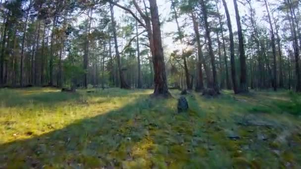 Caminando en el bosque — Vídeos de Stock