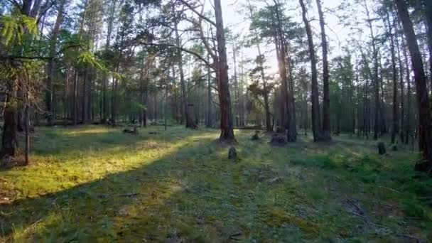 Caminando en el bosque — Vídeos de Stock