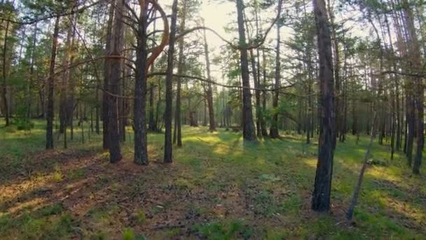 森の中を歩く — ストック動画