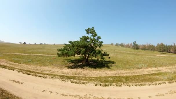 Un árbol solitario en el campo — Vídeos de Stock