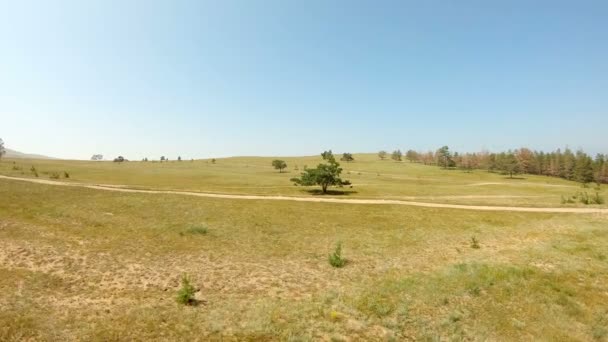 Un árbol solitario en el campo — Vídeo de stock