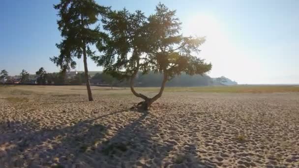 Drone vola attraverso i bellissimi alberi intrecciati bizzarri — Video Stock