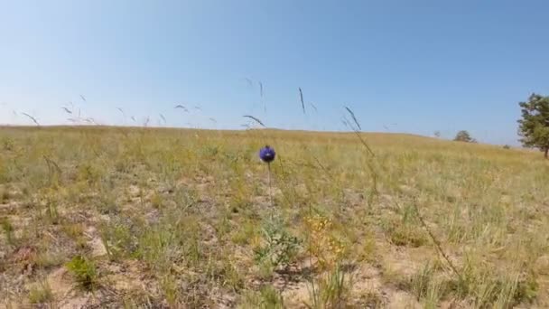Пчела и божья коровка на цветке в поле — стоковое видео