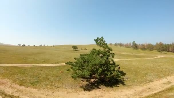 Aerial view of a lonely tree in the field — Stock Video