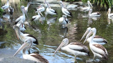 Ragunan Hayvanat Bahçesi, Jakarta, Endonezya, 2018