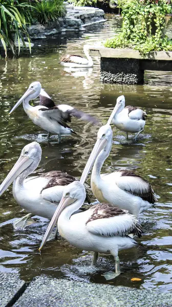 Pelícanos Zoológico Ragunan Yakarta Indonesia 2018 — Foto de Stock