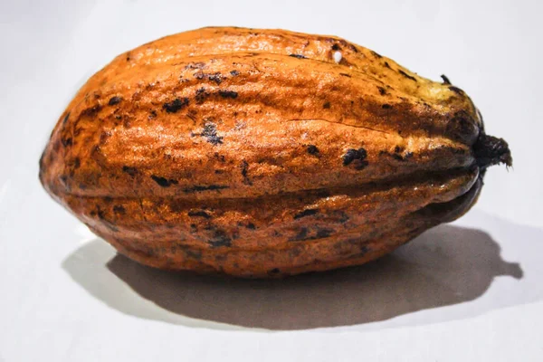 Fresh Cacao Fruit. Cacao Pods