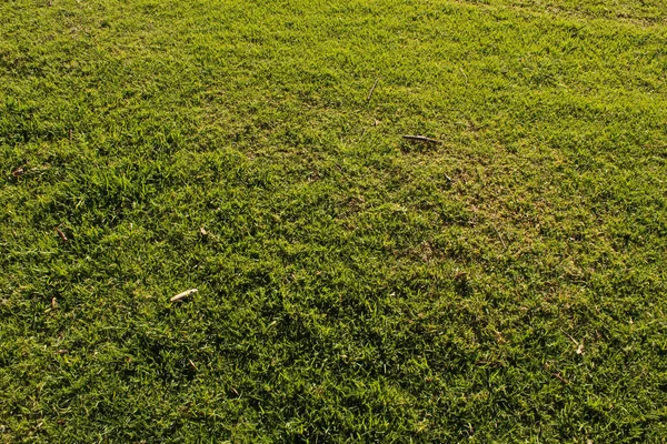 Zielona Trawa Dla Tekstury Tła — Zdjęcie stockowe