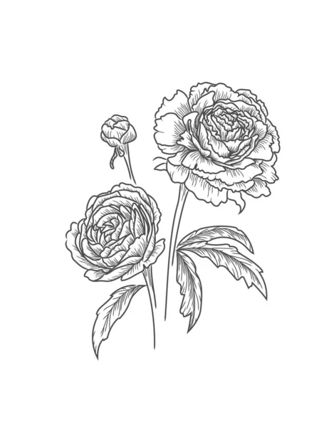 Las peonías florecen aisladas. Hermoso dibujo de ilustración vector negro . — Vector de stock