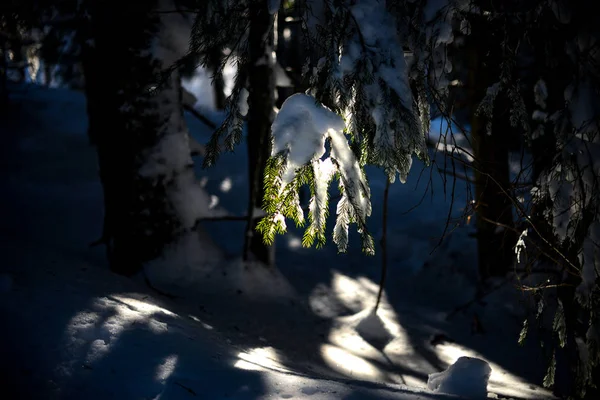 太陽の下で森林の木の枝を雪に覆われました — ストック写真