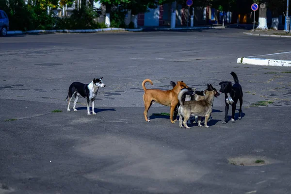 Bir şehir sokakta başıboş evsiz köpekler Flock