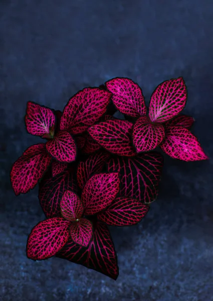 Red leaves with green nerves called Fittonia. Hypoestes phyllostachya.