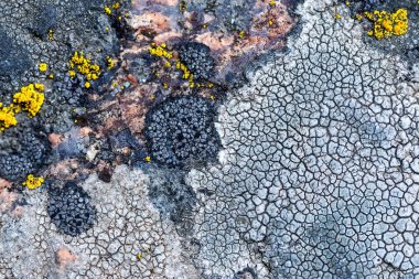 Yosun ve yosun bir taşta yetişir. Makro. Lichen Moss taşının arkaplanı.
