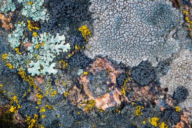 Yosun ve yosun bir taşta yetişir. Makro. Lichen Moss taşının arkaplanı.