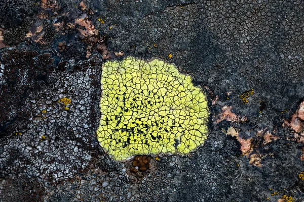 Mossa och lavar växer på en sten. Makro. bakgrund av Lichen Moss sten. — Stockfoto