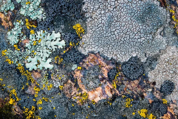 Yosun ve yosun bir taşta yetişir. Makro. Lichen Moss taşının arkaplanı.