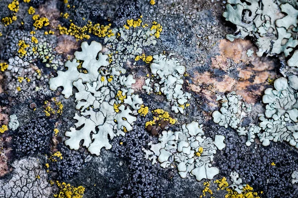 Moss y liquen crecen en una piedra. Macro. fondo de la piedra de Lichen Moss. — Foto de Stock