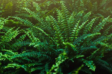 Fern - orman zemini yeşil bahar. Fern çalılıkları tasarımı için doğal arka plan. Seçici odak.