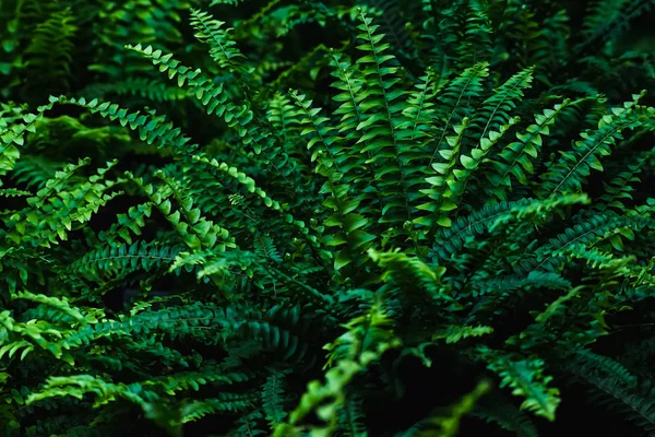 Fern - orman zemini yeşil bahar. Fern çalılıkları tasarımı için doğal arka plan. Seçici odak.