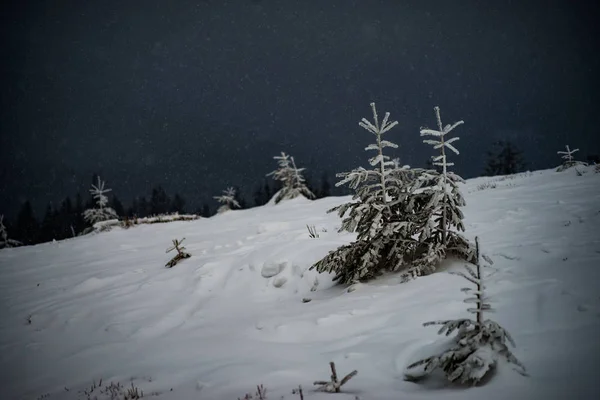 雪に覆われた山の中の小さな木。雪の中のクリスマス ツリー。雪が降っています。 — ストック写真