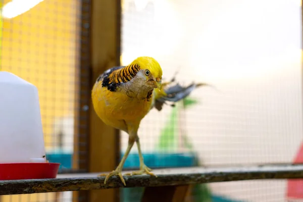 Fagiano d'oro. Uccello in posa per la fotocamera . — Foto Stock