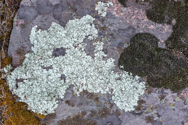 Mossa och lavar växer på en sten. Makro. bakgrund av Lichen Moss sten. — Stockfoto