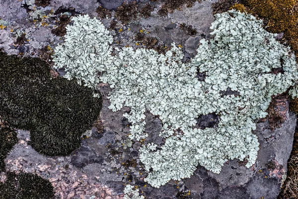 Mossa och lavar växer på en sten. Makro. bakgrund av Lichen Moss sten. — Stockfoto