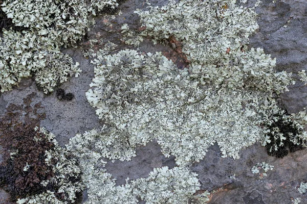 Il muschio e il lichene crescono su una pietra. Macro. sfondo di pietra di muschio di Lichen. — Foto Stock